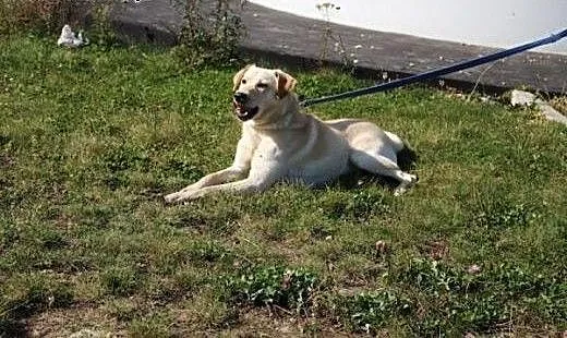 Labrador Migdał poleca się do adopcji, podkarpack