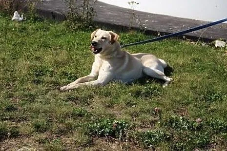 Labrador Migdał poleca się do adopcji,  podkarpack