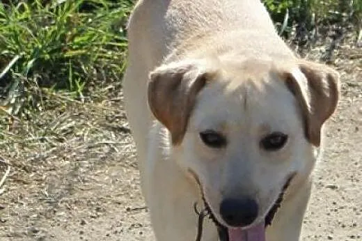 Labrador Migdał poleca się do adopcji,  podkarpack