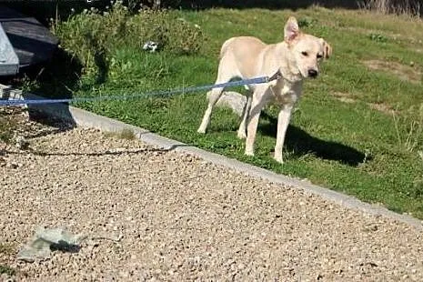Labrador Migdał poleca się do adopcji,  podkarpack