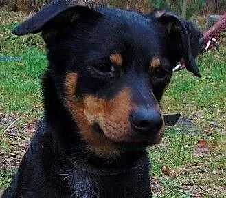 Fuks młody, spokojny psiak do adopcji, śląskie So
