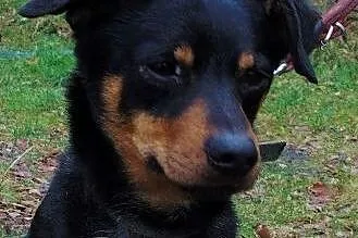 Fuks młody, spokojny psiak do adopcji,  śląskie So