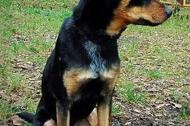 Fuks młody, spokojny psiak do adopcji,  śląskie So