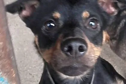 Fuks młody, spokojny psiak do adopcji,  śląskie So