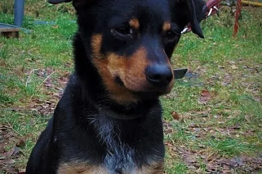 Fuks młody, spokojny psiak do adopcji,  śląskie So
