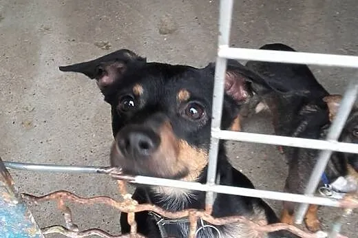 Fuks młody, spokojny psiak do adopcji,  śląskie So