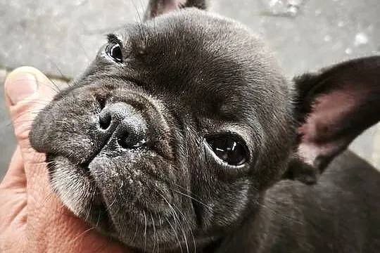 Buldog francuski
