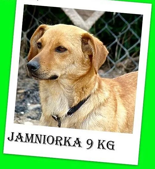 9kg,nieduża ,w typie jamnika,odrobine nieśmiała,su
