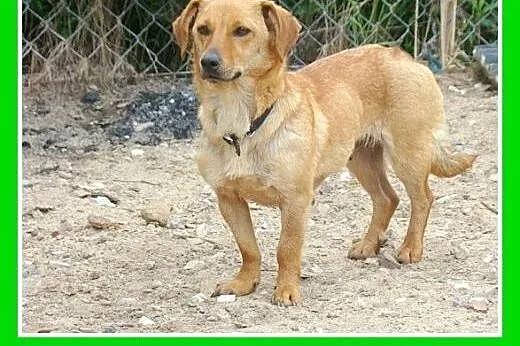 9kg,nieduża ,w typie jamnika,odrobine nieśmiała,su