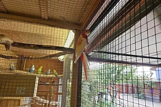 Sprzedam papugę Rozelę Białolicą., Wielkopolskie, Rostarzewo