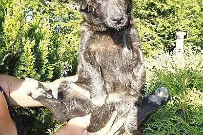 Łagodna, młodziutka kruszynka szuka domu!