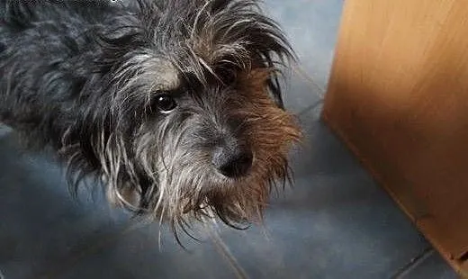 Turbo, 4 letni, grzeczny, kochany, szuka domu!, w