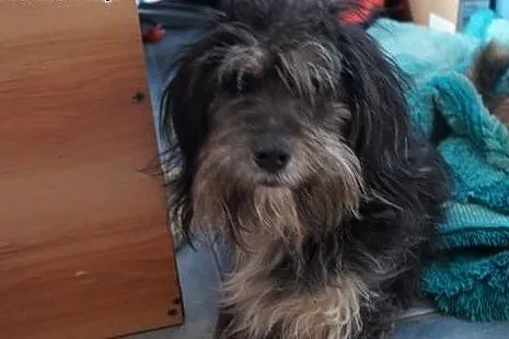 Turbo, 4 letni, grzeczny, kochany, szuka domu!,  w