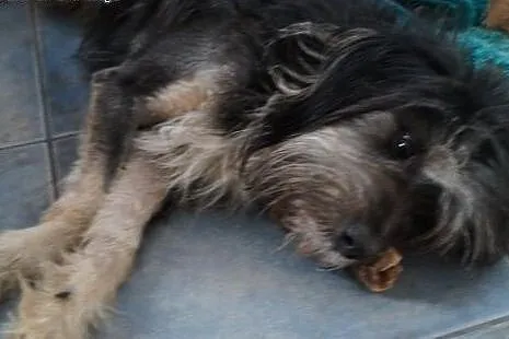 Turbo, 4 letni, grzeczny, kochany, szuka domu!,  w