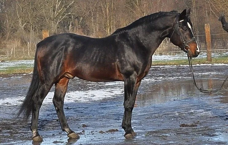 PESAL stanówka, , Mogielnica
