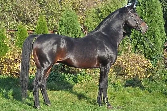 PESAL stanówka, , Mogielnica