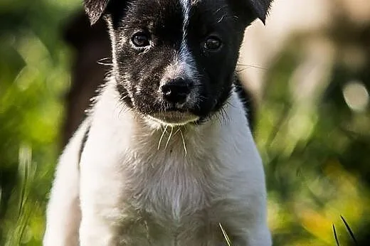 EFI cudowny łaciaty psi MALUSZEK do adopcji,  mało