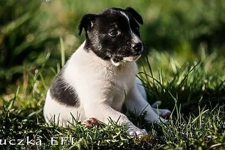 EFI cudowny łaciaty psi MALUSZEK do adopcji,  mało