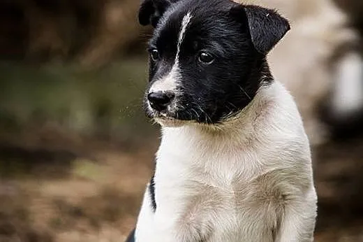 EFI cudowny łaciaty psi MALUSZEK do adopcji,  mało