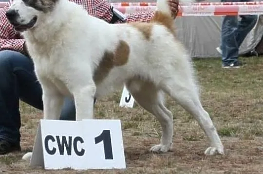 Owczarek Środkowoazjatycki ZKwPSUKA po championach, , Kraśnik