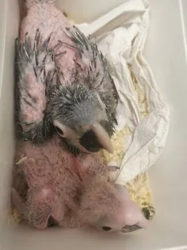 Ara Na do Ręcznego karmienia Kakadu Polecam Ary Pupil do domu, , Poznań