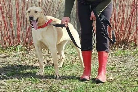 Malibu szuka pilnie kochającego i odpowiedzialnego domu,  Kundelki cała Polska