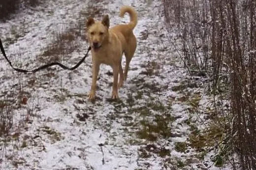 Malibu szuka pilnie kochającego i odpowiedzialnego