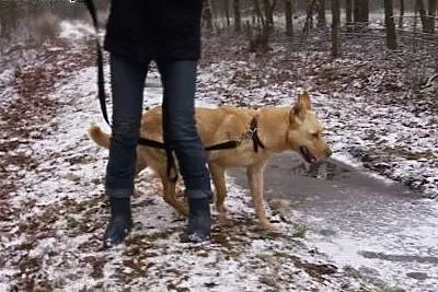 Malibu szuka pilnie kochającego i odpowiedzialnego