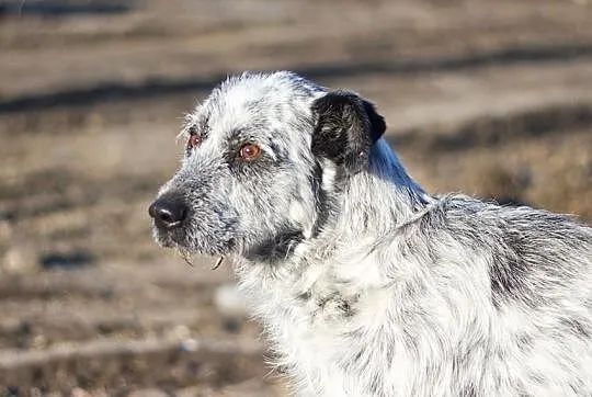 HRABIA - cudny, piękny kochany psiak do adopcji