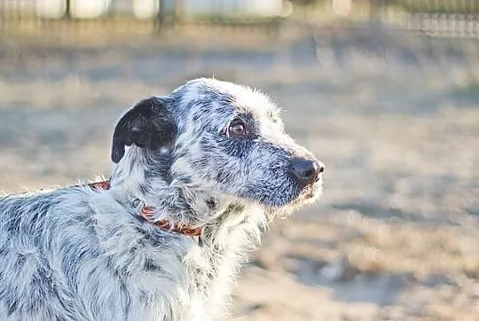 HRABIA - cudny, piękny kochany psiak do adopcji