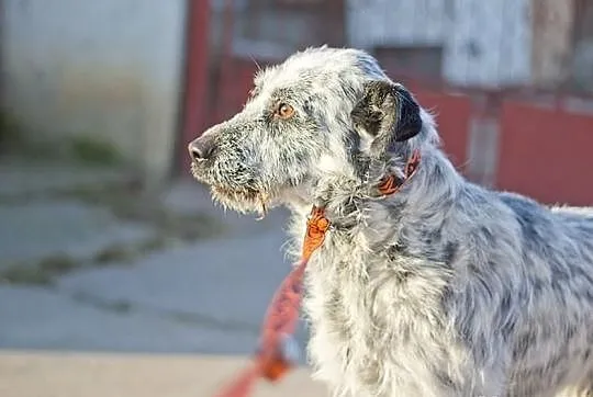 HRABIA - cudny, piękny kochany psiak do adopcji