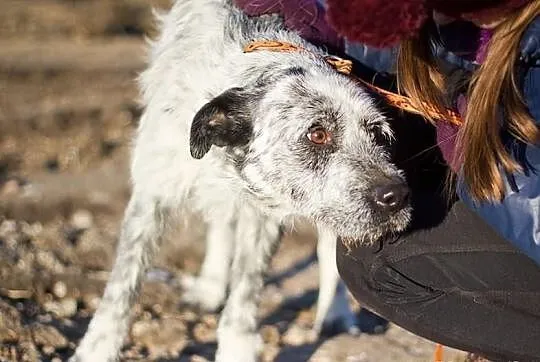 HRABIA - cudny, piękny kochany psiak do adopcji