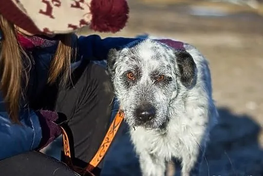 HRABIA - cudny, piękny kochany psiak do adopcji