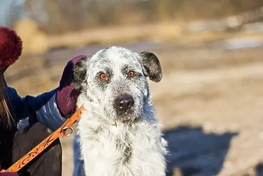 HRABIA - cudny, piękny kochany psiak do adopcji