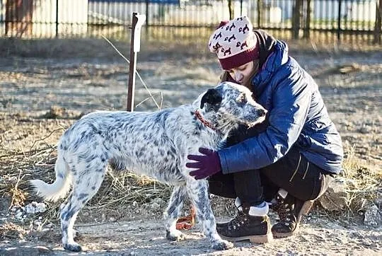HRABIA - cudny, piękny kochany psiak do adopcji