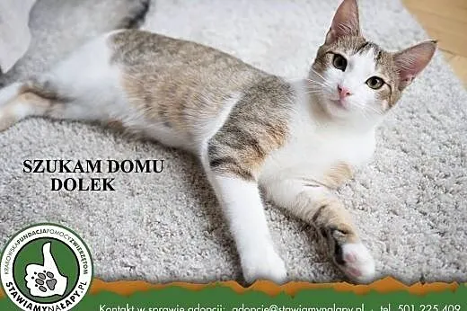 Dolek. Fundacja Stawiamy Na Łapy,  małopolskie Kra