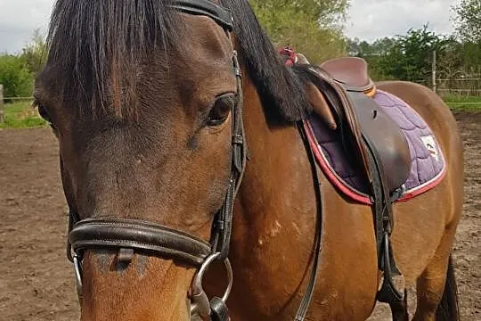 Arab 13 lat bardzo spokojny, Wielkopolskie, Murowana Goślina