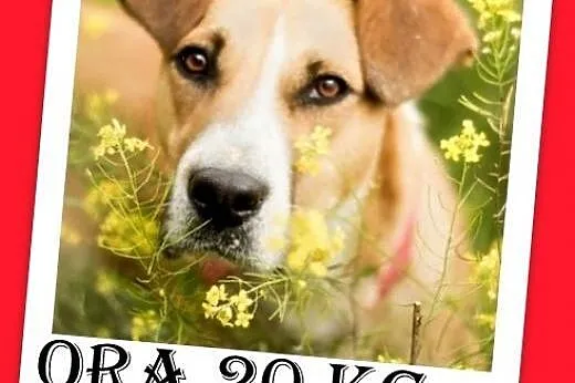 20kg,młoda 1,5 roku,przyjazna,wesoła suczka ORA.Adopcja,  dolnośląskie Wrocław