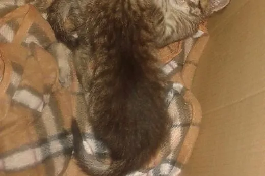 Pilnie oddam kocurki...,  mazowieckie Tłuszcz