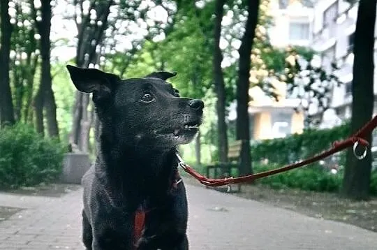 Kocha ludzi i spacery - Oro, krótkie łapki cztery!, Mazowieckie, Warszawa