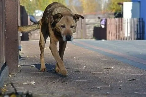 Senior Kartoszek wciąż czeka na swój dom - adoptuj