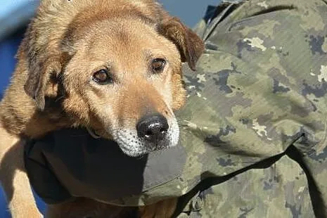 Senior Kartoszek wciąż czeka na swój dom - adoptuj
