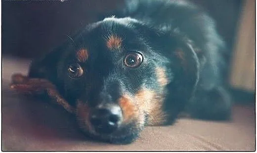 Liwi - do głaskania i kochania! Adopcja, łódzkie