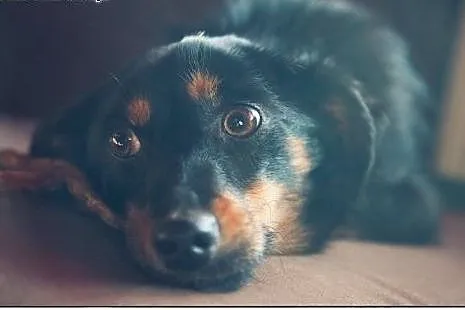Liwi - do głaskania i kochania! Adopcja,  łódzkie 