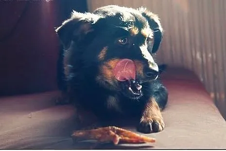 Liwi - do głaskania i kochania! Adopcja,  łódzkie 
