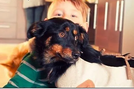 Liwi - do głaskania i kochania! Adopcja,  łódzkie 
