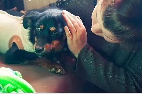 Liwi - do głaskania i kochania! Adopcja,  łódzkie 