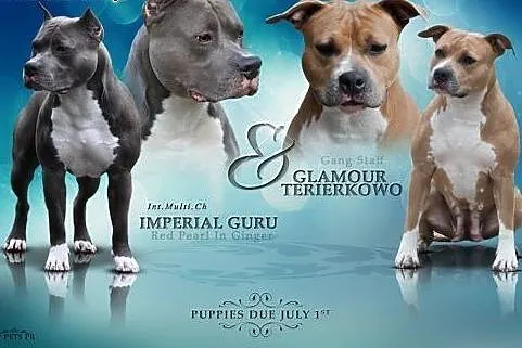 American Staffordshire Terrier,  warmińsko-mazursk