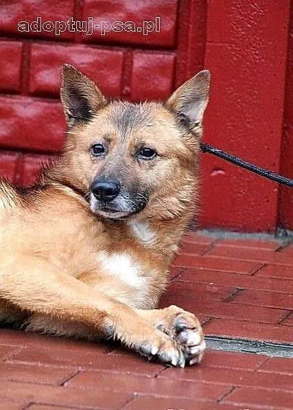 KACPER - średniej wielkości rudzielec do adopcji
