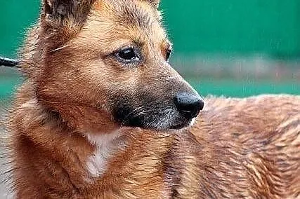 KACPER - średniej wielkości rudzielec do adopcji